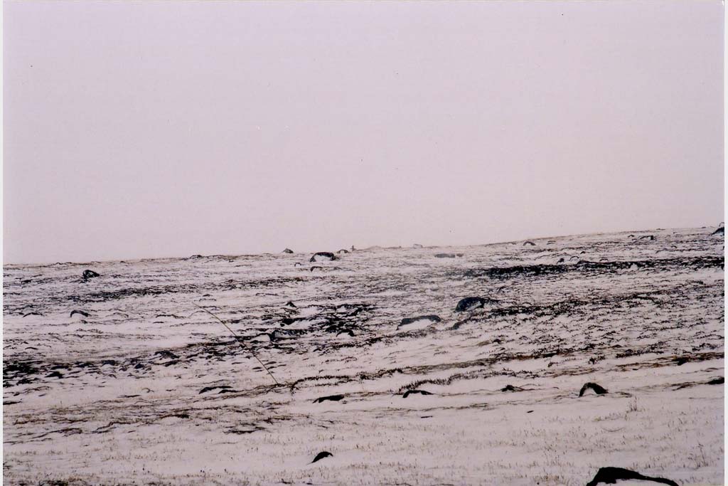 Systèmes polaires (Kangiqsujuaq – 2004)
