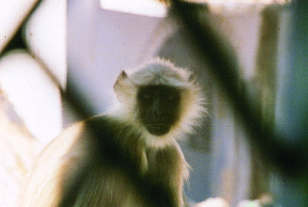 Inde, 199-2000 © Philippe Ducros