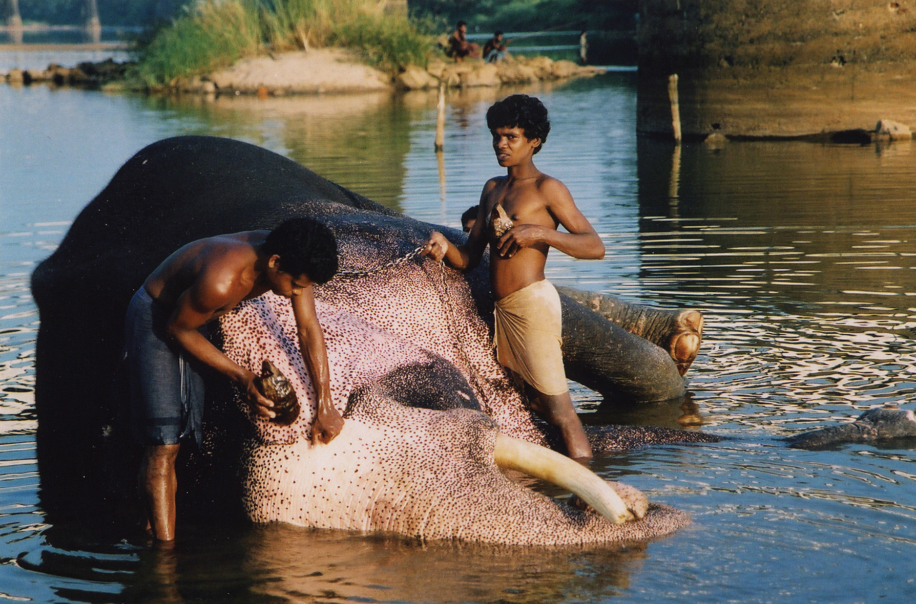 14I_elephant2_small