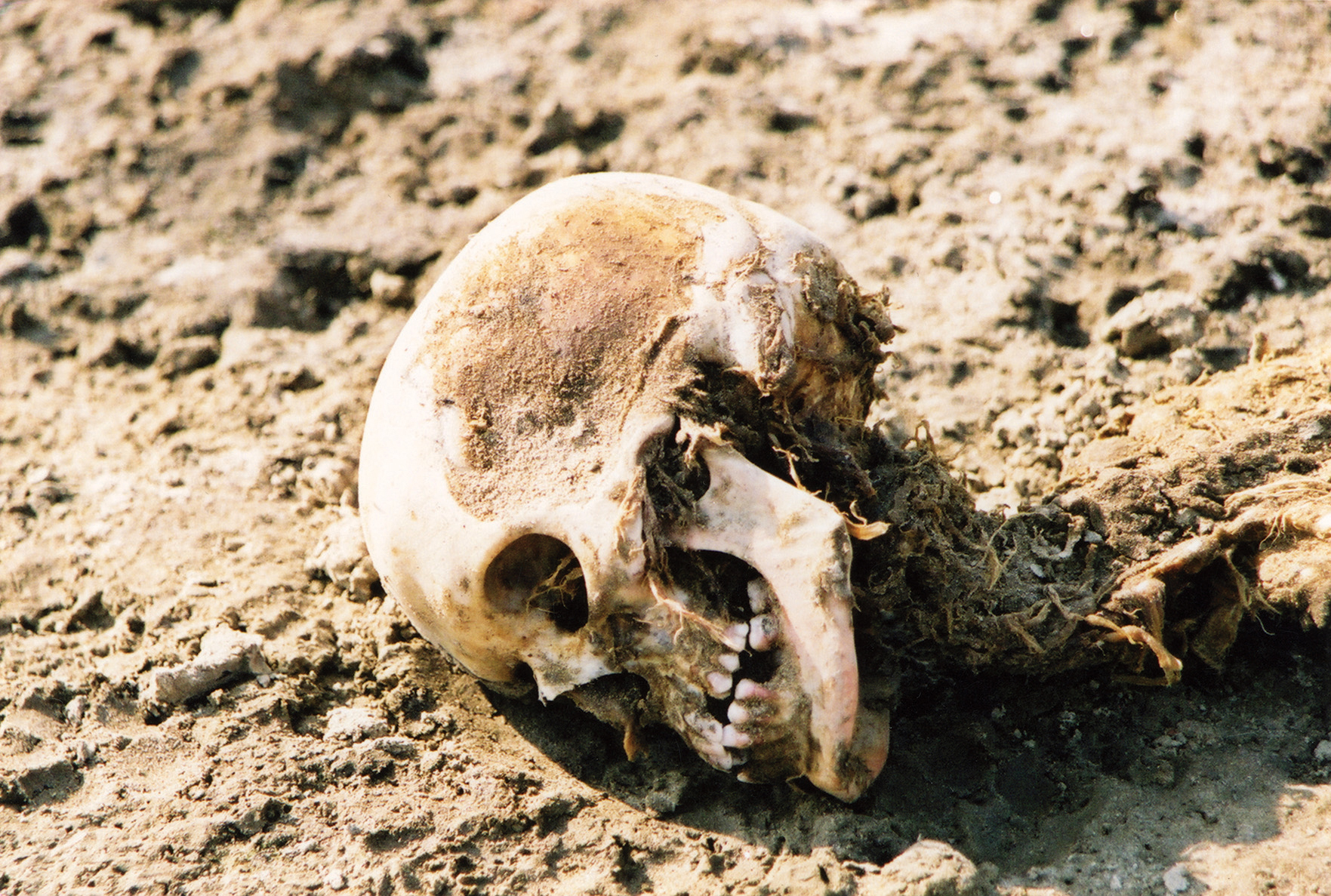 I-skull_small